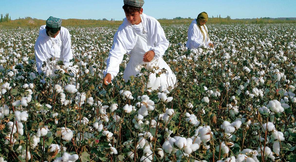 乌鲁木齐召开2018新疆棉花产业发展论坛